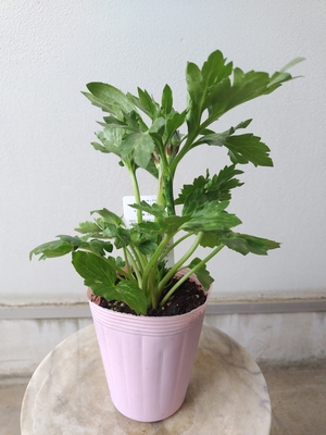 新品種　ラナンキュラス　ラックス　ペネロペ（個体差あり）