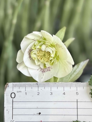 クリスマスローズ | グリーンホビー