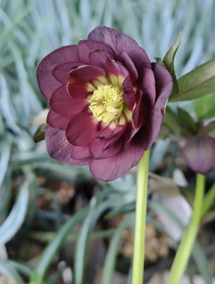 高橋育苗さんのクリスマスローズ | グリーンホビー