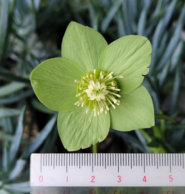 高橋育苗さんのクリスマスローズ | グリーンホビー