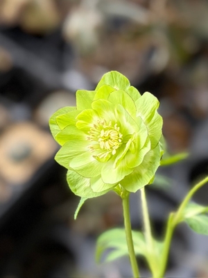 ピコ利休【So224】 ※今のところ脇芽無し