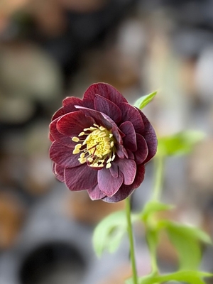 加藤農園さんのクリスマスローズ | グリーンホビー