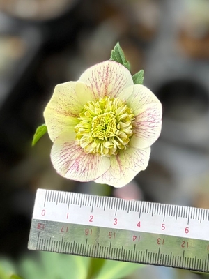 公認）モーリー【ka600】ピンクグラデーションパウダー系