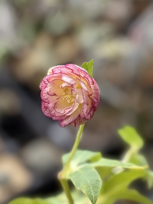 クリスマスローズ | グリーンホビー