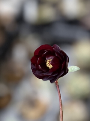 加藤農園さんのクリスマスローズ | グリーンホビー