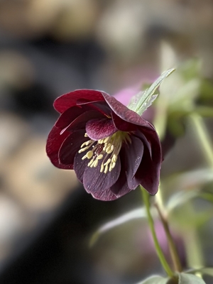 クリスマスローズ | グリーンホビー