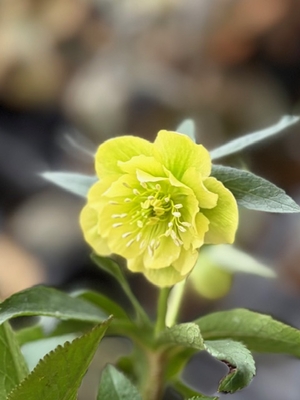 公認）グロッシーカラー☆【ka614】少し香りあり