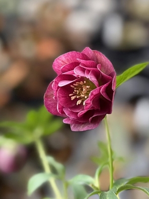 加藤農園さんのクリスマスローズ | グリーンホビー