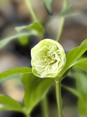 加藤農園さんのクリスマスローズ | グリーンホビー