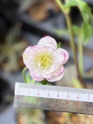 クリスマスローズ | グリーンホビー