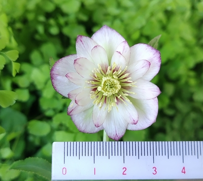 公認）Little Collection 【ka573】ddリトル手毬ピンク&times; dd手毬グロスアプリコット ※蕾無し