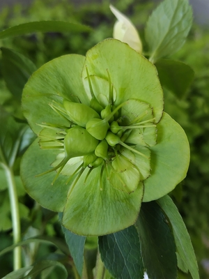 クリスマスローズ | グリーンホビー