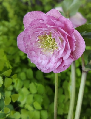 公認）シャガール【ka607】　※蕾無し