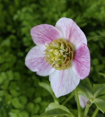 ホワイト超多弁ゴールド【ka628】 ※蕾無し | グリーンホビー