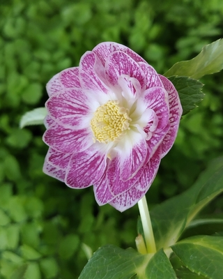 ホワイト超多弁ゴールド【ka628】 ※蕾無し | グリーンホビー