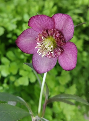 加藤農園さんのクリスマスローズ | グリーンホビー