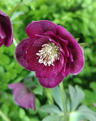 加藤農園さんのクリスマスローズ | グリーンホビー