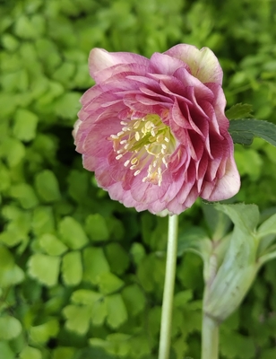 加藤農園さんのクリスマスローズ | グリーンホビー