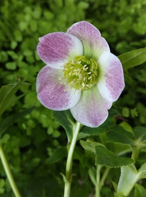 加藤農園さんのクリスマスローズ | グリーンホビー