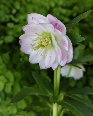 加藤農園さんのクリスマスローズ | グリーンホビー