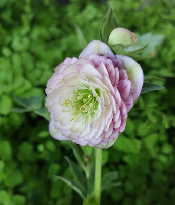 ホワイト超多弁ゴールド【ka628】 ※蕾無し | グリーンホビー