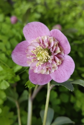 パステルピンクsd多弁ネクタリー【ka625】　