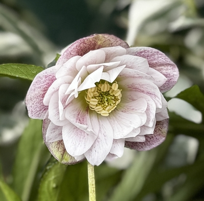 パウラ―ベインピンクグラデーションdd【No198】