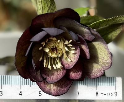  リバーシブルダークパープルグリーン【No197】