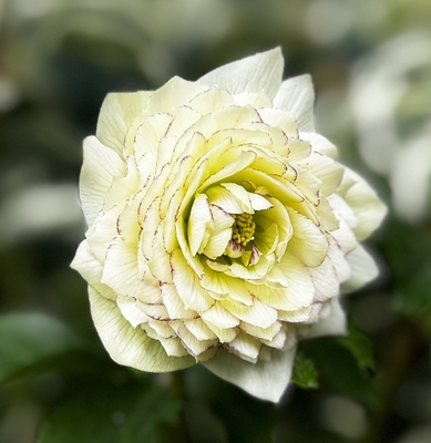 曽田さんの小輪系超多弁（来年化けそうです）【So67】