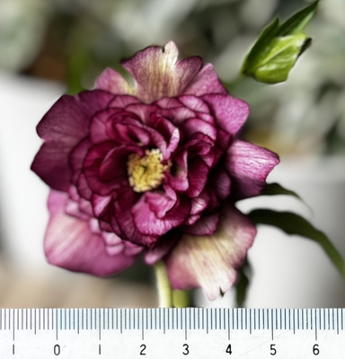 パープルレッドグラデーション多弁【So97】