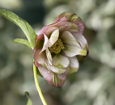 曽田園芸さんのクリスマスローズ | グリーンホビー