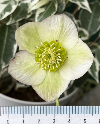 クリスマスローズ | グリーンホビー