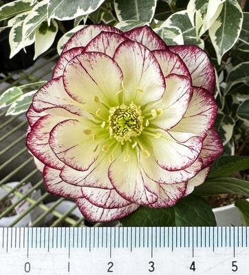 加藤農園さんのクリスマスローズ | グリーンホビー