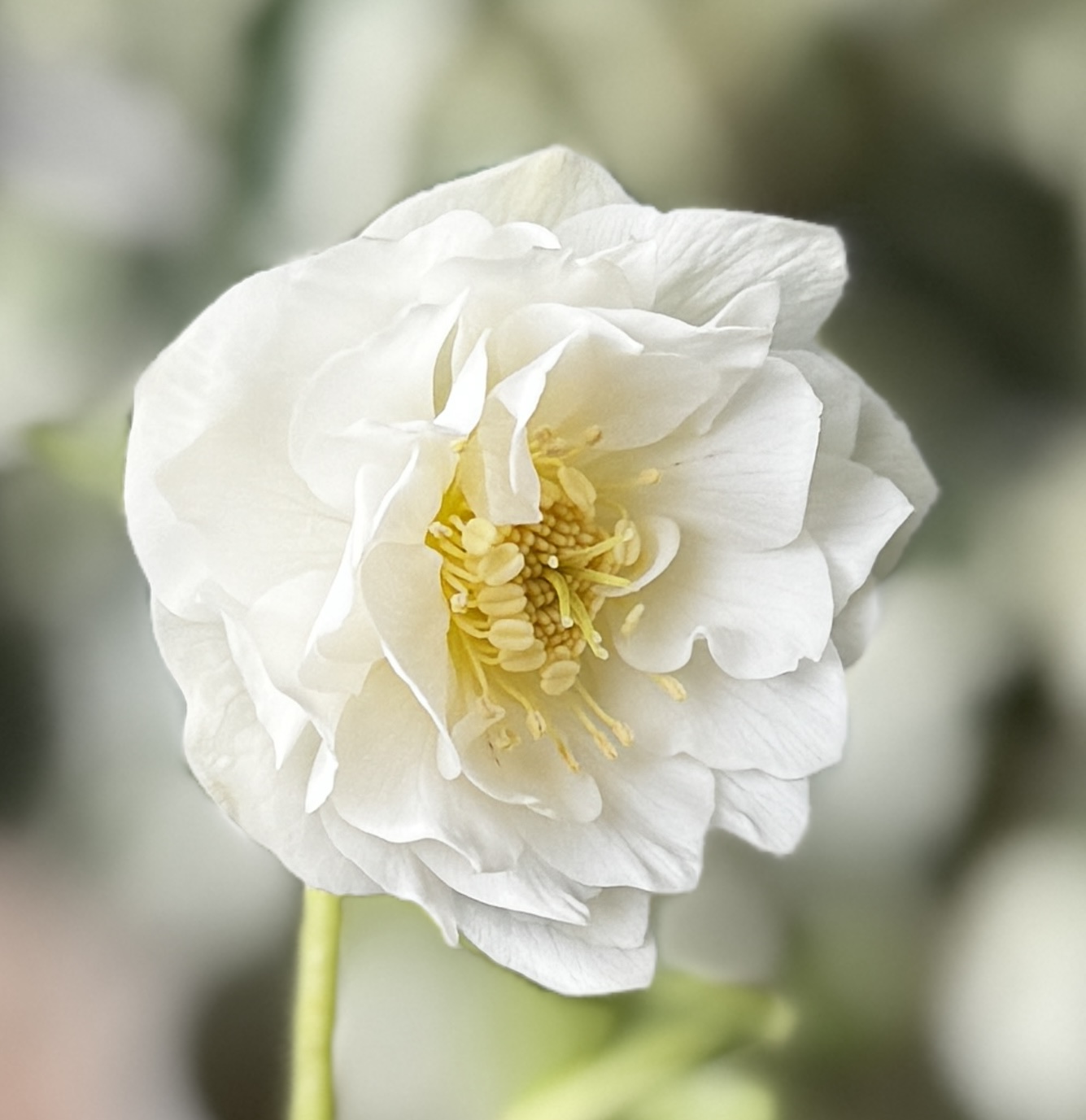 ホワイト超多弁ゴールド【ka628】 ※蕾無し | グリーンホビー