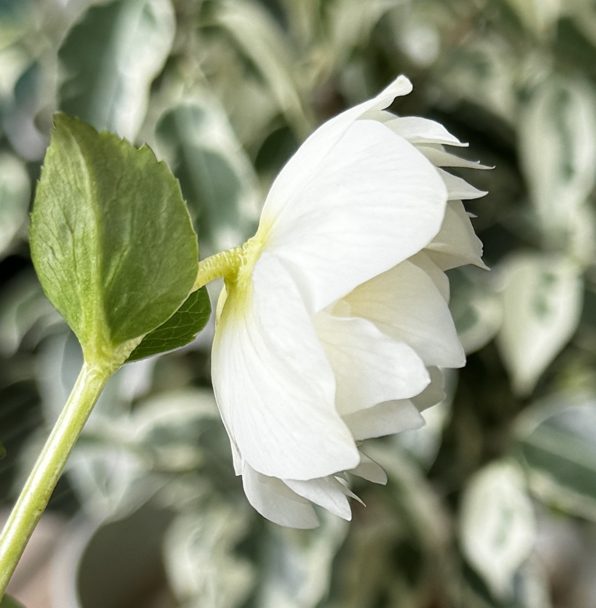 ホワイト超多弁ゴールド【ka628】 ※蕾無し | グリーンホビー