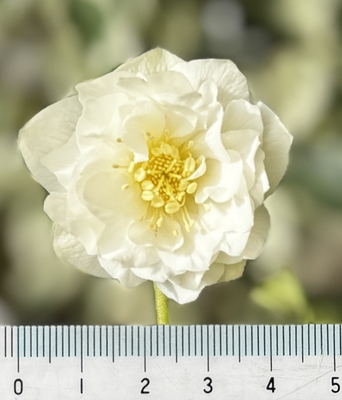 ホワイト超多弁ゴールド【ka628】 ※蕾無し | グリーンホビー