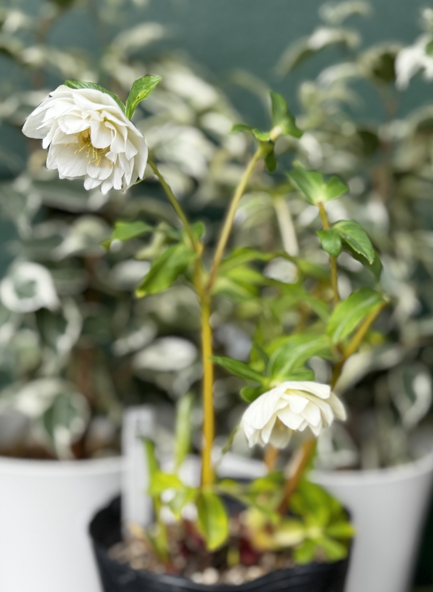 ホワイト超多弁ゴールド【ka628】 ※蕾無し | グリーンホビー