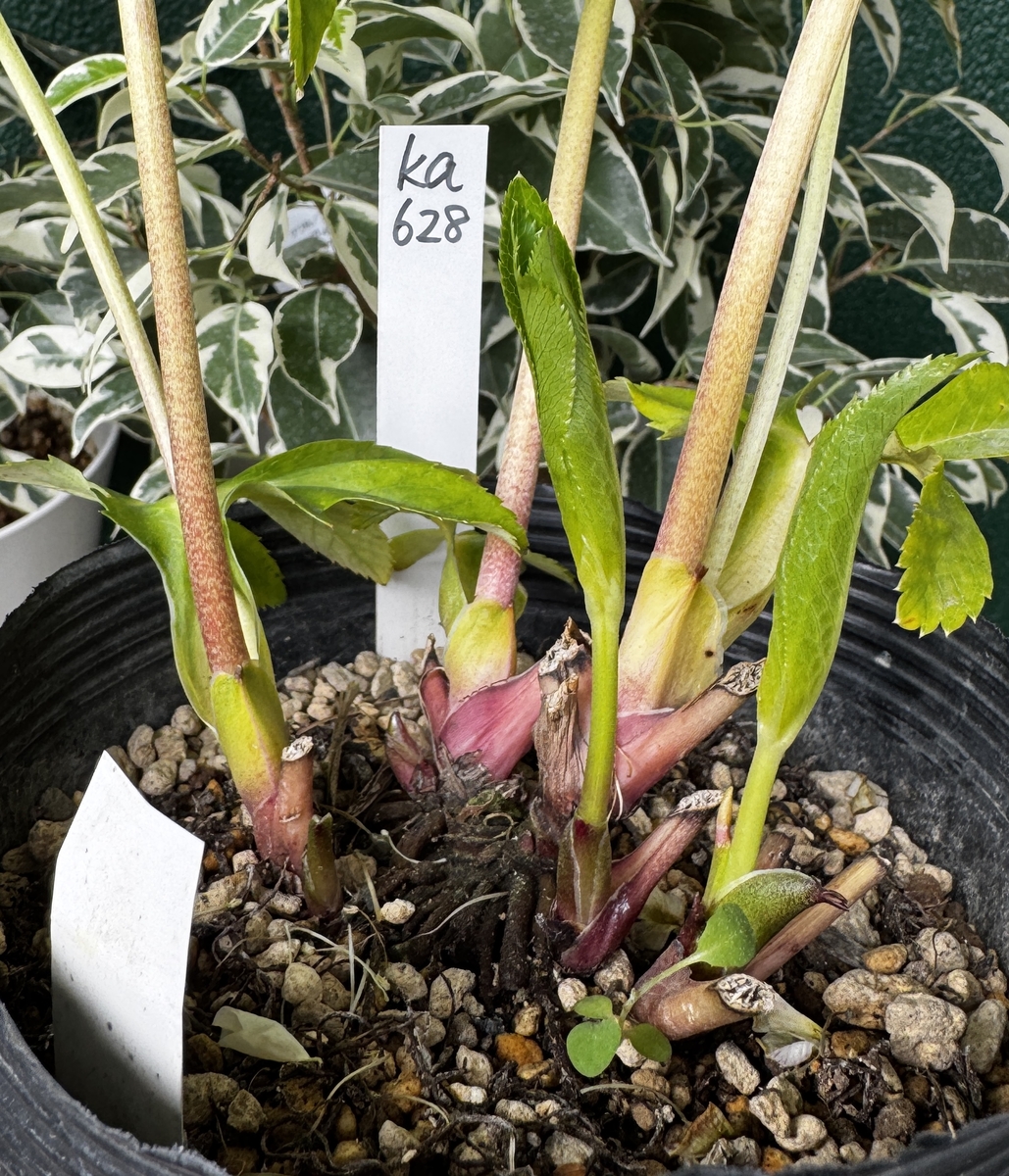 ホワイト超多弁ゴールド【ka628】 ※蕾無し | グリーンホビー