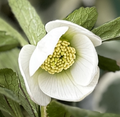 大木ナーサリーさんのクリスマスローズ | グリーンホビー