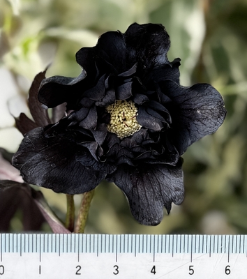 ブラックマジック系ハイブリッド【Hi234】