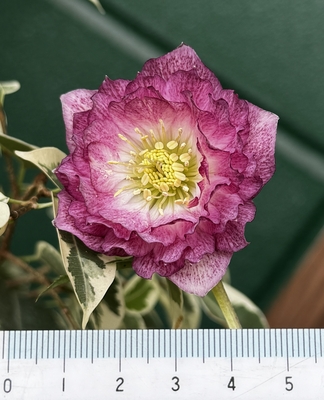 広瀬園芸さんのクリスマスローズ | グリーンホビー