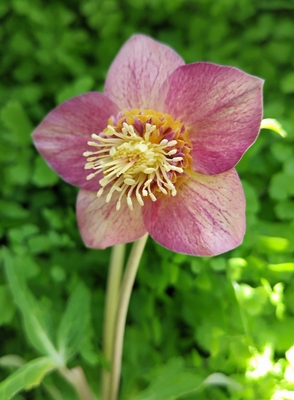 クリスマスローズ | グリーンホビー