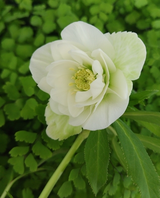 ホワイト多弁【So64】