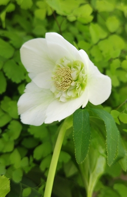 ホワイトsd【So30】