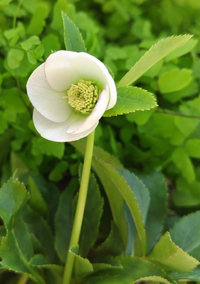 クリスマスローズ | グリーンホビー