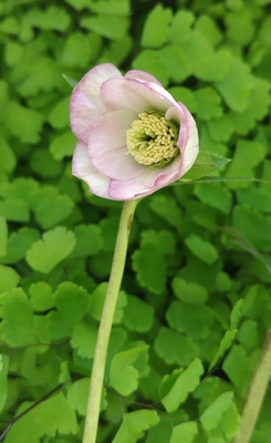 ムルチ系ヒデコートhyb【Og222】パステルピンクグラデーション