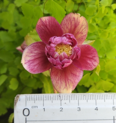 ピンクベイングラデオーレアエッジぬけdd【Hi157】