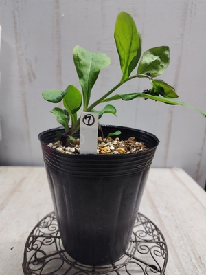 バージニアブルーベル【現品7】