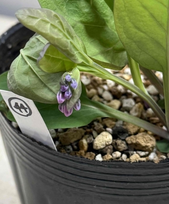 バージニアブルーベル【現品44】