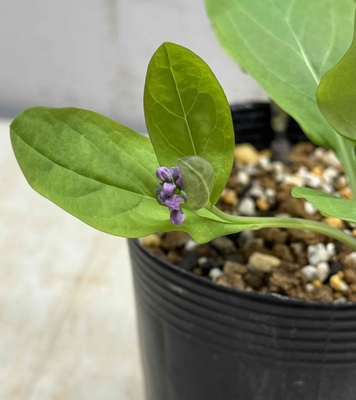 バージニアブルーベル【現品45】3.5寸